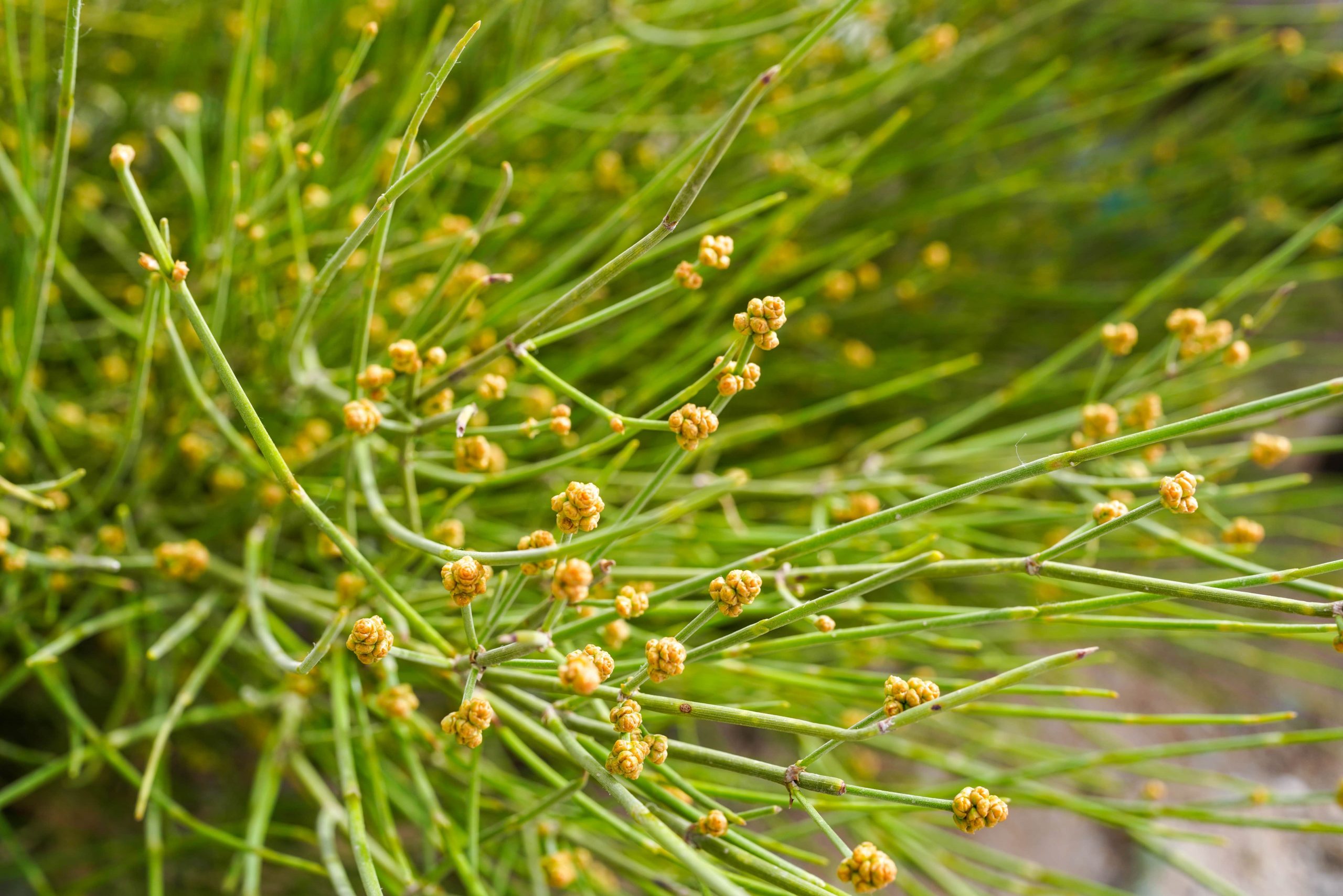 ALL YOU NEED TO KNOW ABOUT EPHEDRA AND ITS WEIGHT LOSS EFFECTS, SAFETY, AND LEGALITY-min