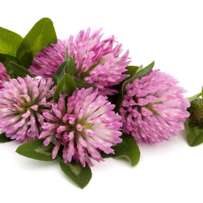 HEALTH BENEFITS, USES, AND SIDE EFFECTS OF RED CLOVER-min