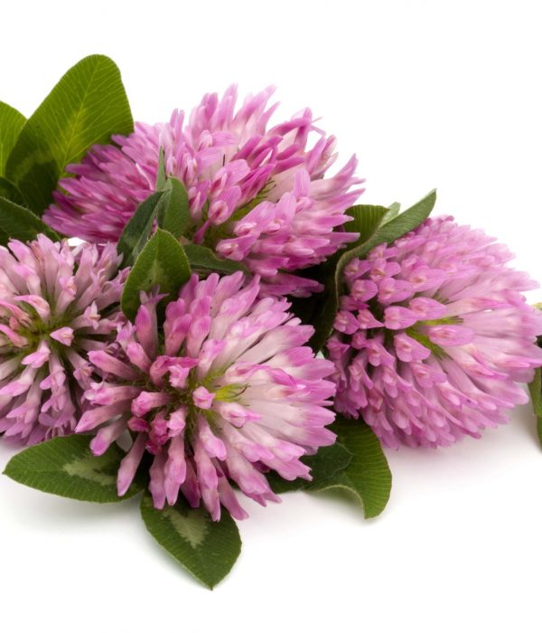 HEALTH BENEFITS, USES, AND SIDE EFFECTS OF RED CLOVER-min