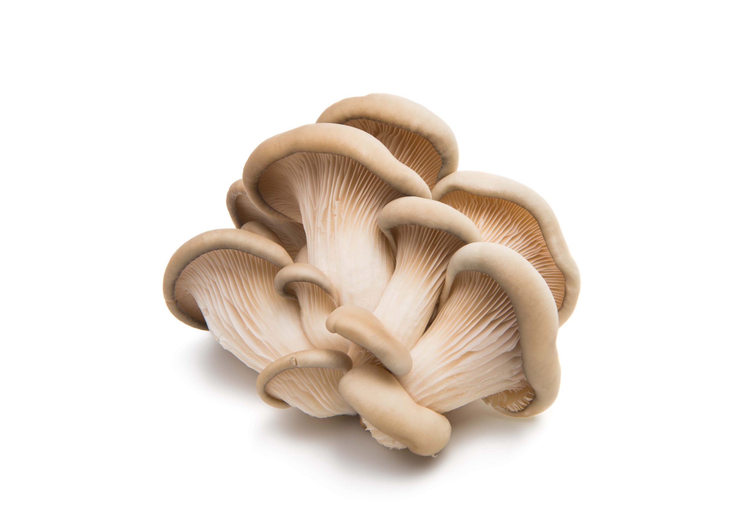 NUTRITIONAL CONTENT, HEALTH BENEFITS, AND USES OF WHITE MUSHROOMS-min