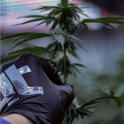 How 4trees Cannabis Building Ltd Got Its Roots