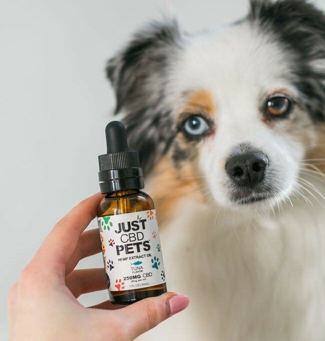 10 BEST CBD OIL FOR CATS AND DOGS FOR 2022