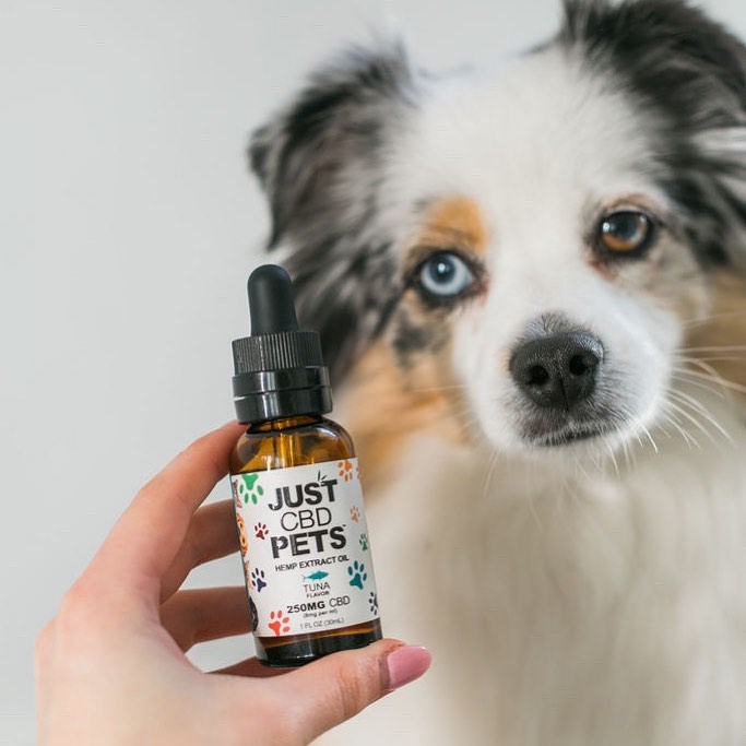 10 BEST CBD OIL FOR CATS AND DOGS FOR 2022