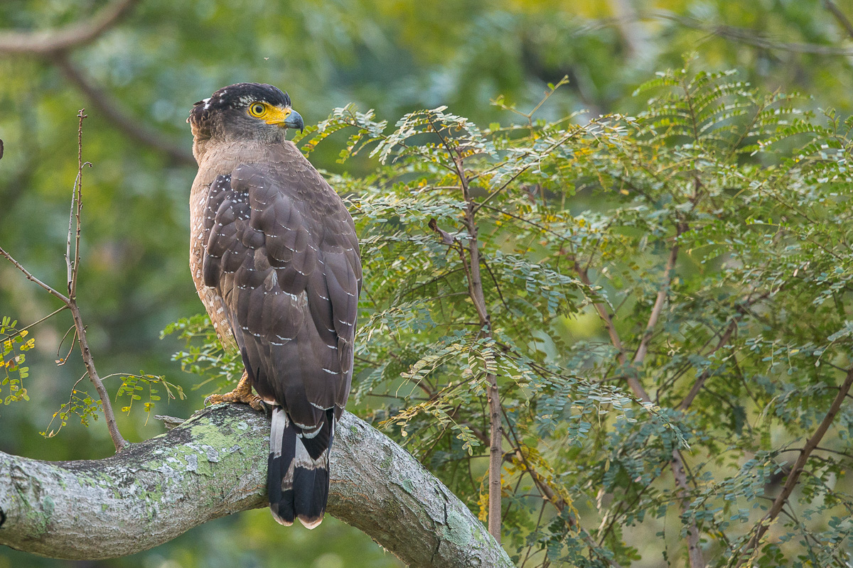 Crested Serpent Eagle