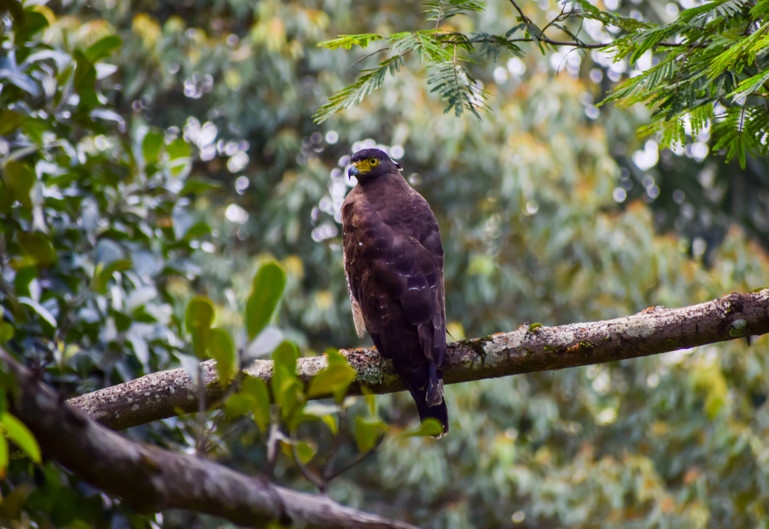 Birds Of Asia! 2