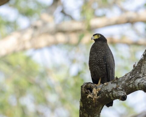 Birds Of Asia!