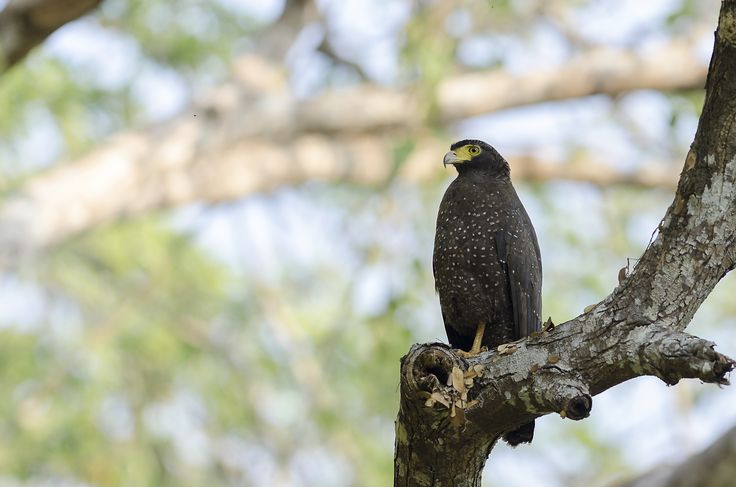 Birds Of Asia!