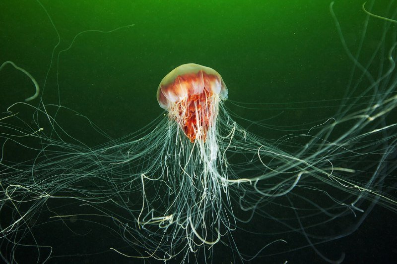 Box Jellyfish! 1