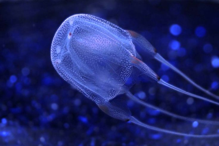 Box Jellyfish! 2