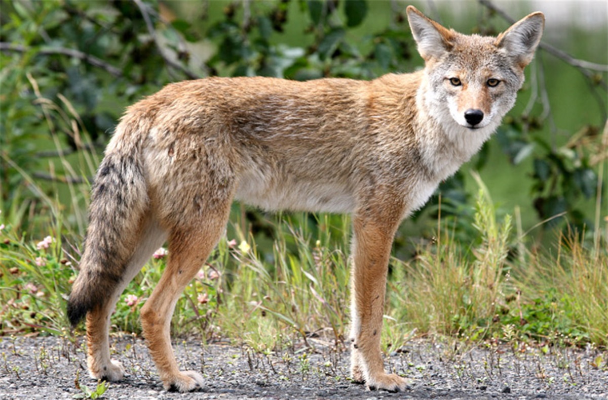 Coyote! 1