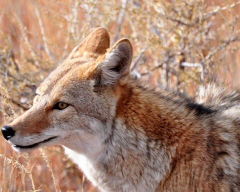 Coyote! 1