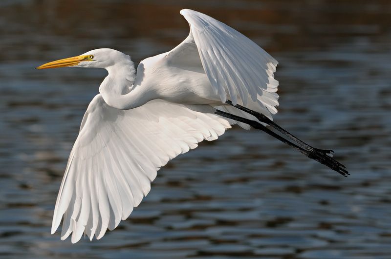 Egret! 2