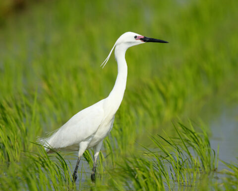 Egret!