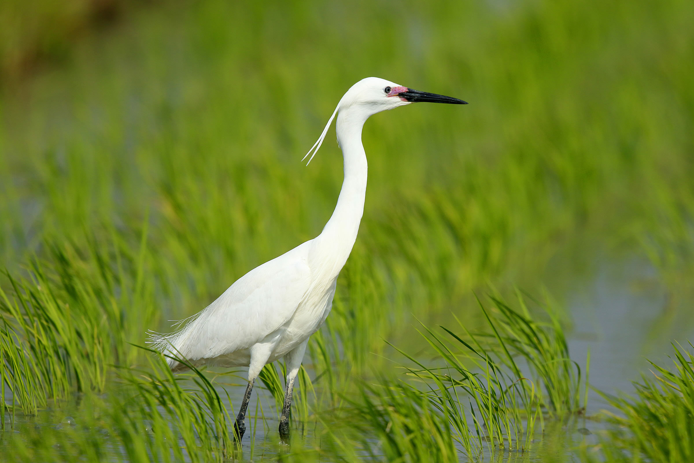 Egret!