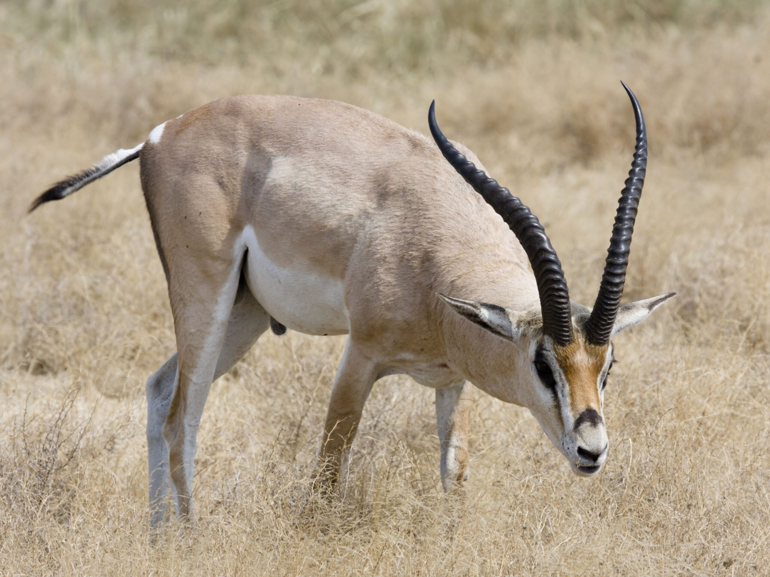 Gazelle! 1