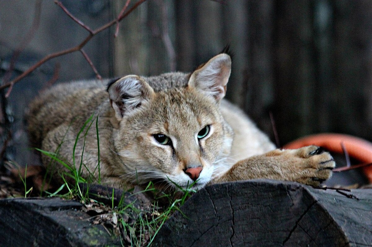 Jungle Cat! 2