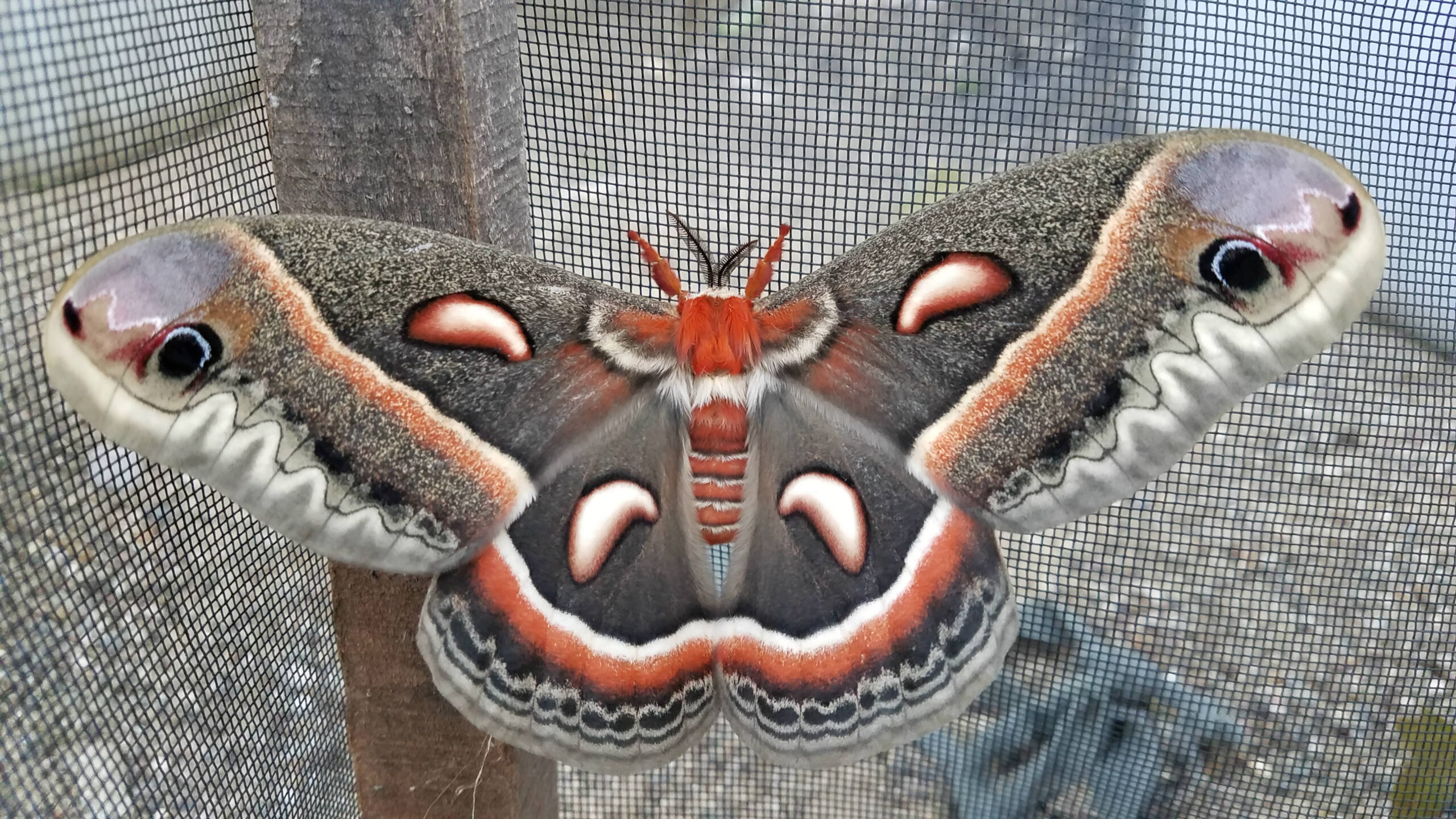 Largest Moth In North America! 1