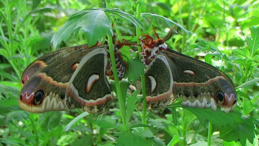 Largest Moth In North America! 2